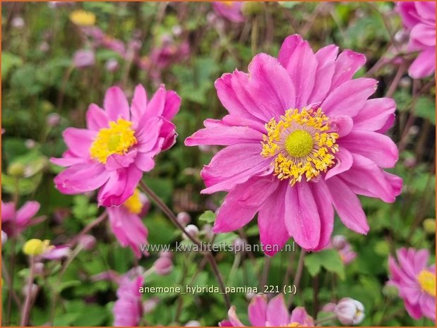 Anemone hybrida &#39;Pamina&#39; | Herfstanemoon, Japanse anemoon, Anemoon | Herbstanemone