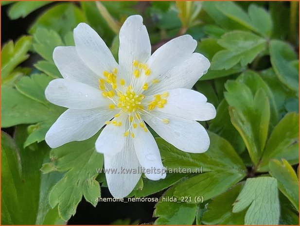 Anemone nemorosa 'Hilda' | Bosanemoon, Anemoon | Busch-Windröschen