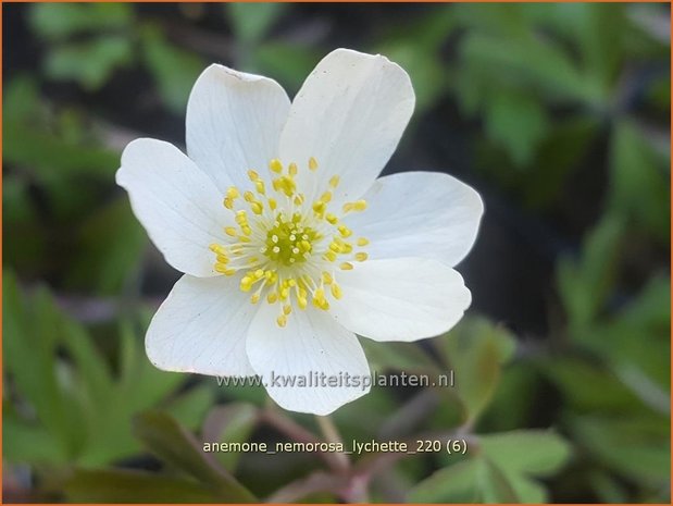 Anemone nemorosa &#39;Lychette&#39; | Bosanemoon, Anemoon | Busch-Windröschen