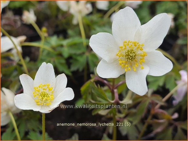 Anemone nemorosa &#39;Lychette&#39; | Bosanemoon, Anemoon | Busch-Windröschen