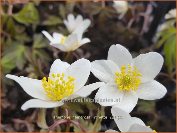 Anemone nemorosa &#39;Lychette&#39; | Bosanemoon, Anemoon | Busch-Windröschen