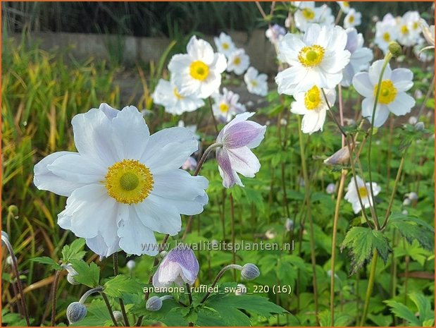 Anemone &#39;Ruffled Swan&#39; | Anemoon | Anemone