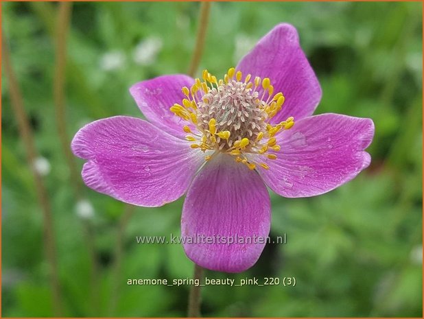 Anemone &#39;Spring Beauty Pink&#39; | Anemoon | Anemone