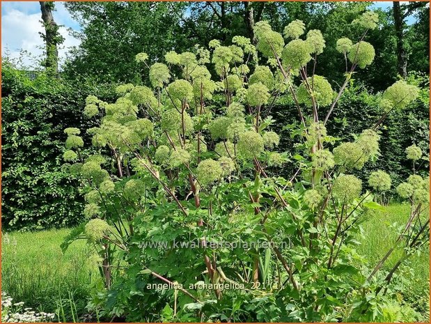 Angelica archangelica | Grote engelwortel, Engelwortel | Brustwurz