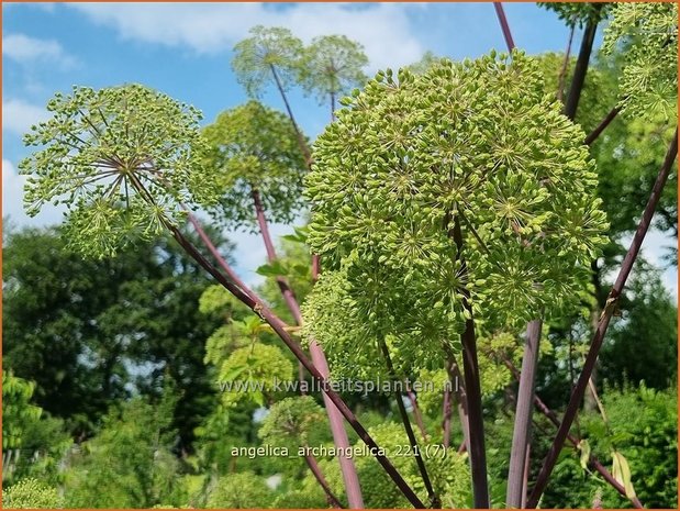 Angelica archangelica | Grote engelwortel, Engelwortel | Brustwurz