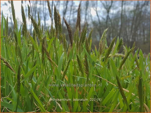 Anthoxanthum odoratum | Reukgras, Toffeegras | Wohlriechendes Ruchgras