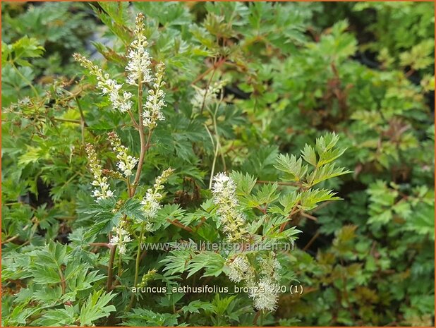 Aruncus aethusifolius &#39;Bronze&#39; | Kleine geitenbaard, Geitenbaard | Kleiner Geißbart