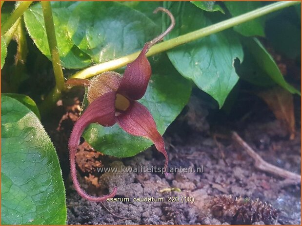 Asarum caudatum | Mansoor, Hazelwortel, Wilde gember | Geschwänzte Haselwurz