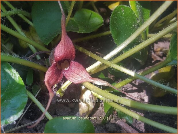 Asarum caudatum | Mansoor, Hazelwortel, Wilde gember | Geschwänzte Haselwurz
