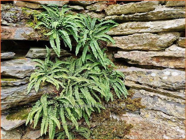 Asplenium trichomanes | Steenbreekvaren, Streepvaren | Braunstieliger Streifenfarn