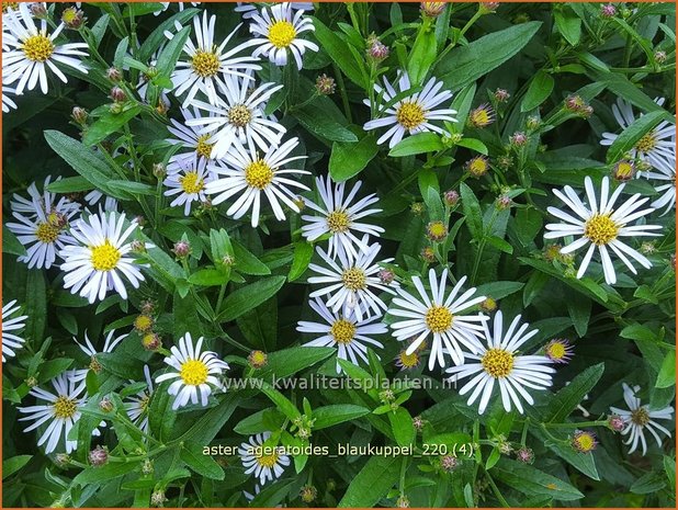 Aster ageratoides &#39;Blaukuppel&#39; | Japanse dwergaster, Aster | Ageratum-ähnliche Aster
