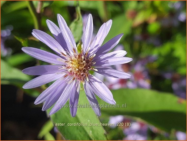 Aster cordifolius 'Blue Heaven' | Hartbladaster, Aster | Herzblättrige Schleier-Aster