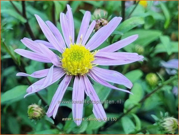 Aster laevis &#39;Calliope&#39; | Gladde aster, Aster | Glatte Aster