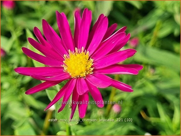 Aster novi-belgii 'Crimson Brocade' | Nieuw-Nederlandse aster, Herfstaster, Aster | Glattblatt-Aster