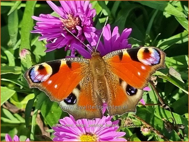 Aster novi-belgii &#39;Patricia Ballard&#39; | Nieuw-Nederlandse aster, Herfstaster, Aster | Glattblatt-Aster