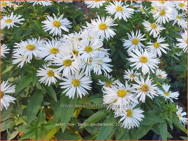 Aster novi-belgii 'Zauberspiel' | Nieuw-Nederlandse aster, Herfstaster, Aster | Glattblatt-Aster