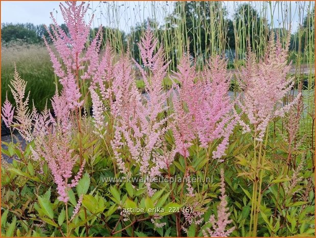 Astilbe 'Erika' | Pluimspirea, Spirea | Prachtspiere