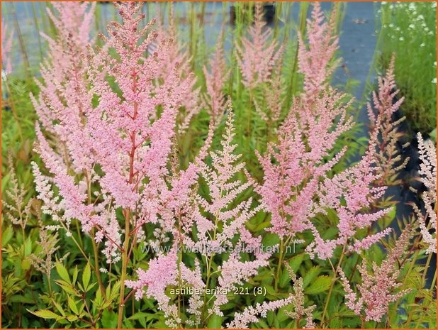 Astilbe 'Erika' | Pluimspirea, Spirea | Prachtspiere