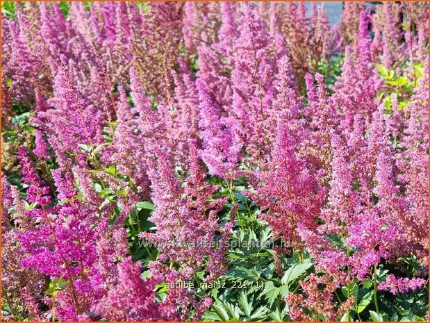 Astilbe &#39;Mainz&#39; | Pluimspirea, Spirea | Prachtspiere