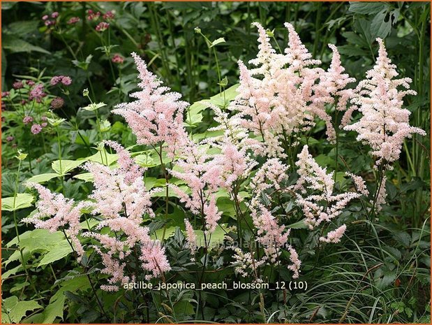 Astilbe 'Peach Blossom' | Pluimspirea, Spirea | Prachtspiere