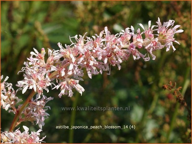 Astilbe 'Peach Blossom' | Pluimspirea, Spirea | Prachtspiere