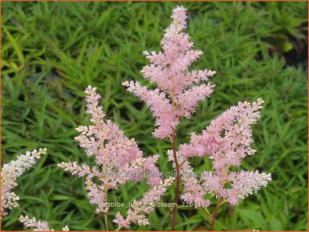 Astilbe 'Peach Blossom' | Pluimspirea, Spirea | Prachtspiere