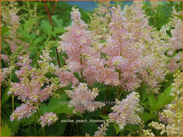 Astilbe 'Peach Blossom' | Pluimspirea, Spirea | Prachtspiere