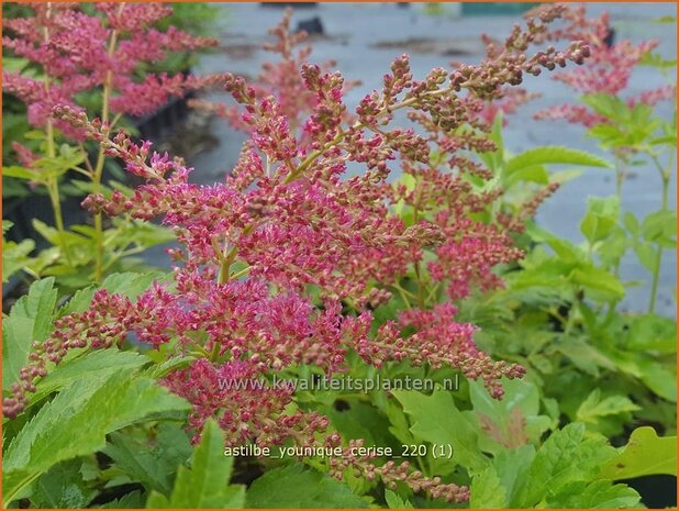 Astilbe 'Younique Cerise' | Pluimspirea, Spirea | Prachtspiere