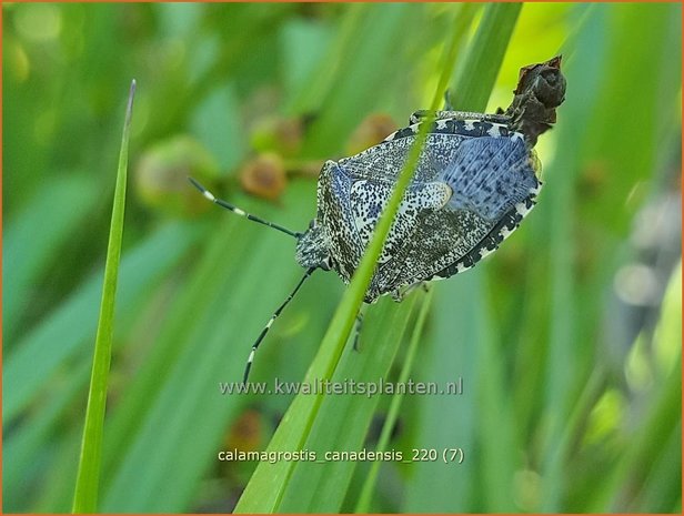 Calamagrostis canadensis | Struisriet | Blauknoten-Reitgras