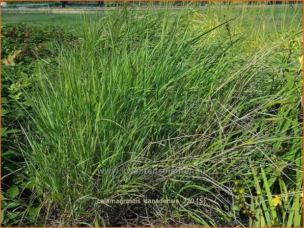 Calamagrostis canadensis | Struisriet | Blauknoten-Reitgras