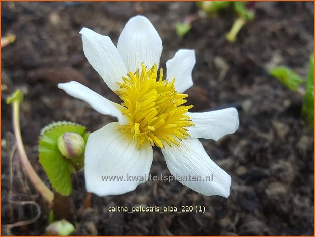 Caltha palustris &#39;Alba&#39; | Dotterbloem | Sumpf-Dotterblume