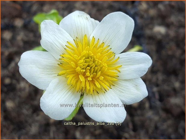 Caltha palustris 'Alba' | Dotterbloem | Sumpf-Dotterblume