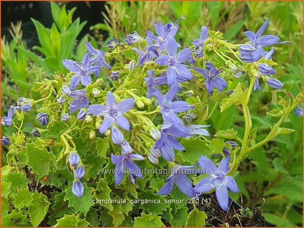 Campanula garganica &#39;Senior&#39; | Garganoklokje, Klokjesbloem | Polster-Glockenblume