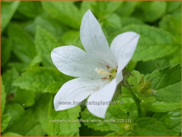 Campanula lactiflora 'White Pouffe' | Klokjesbloem | Dolden-Glockenblume