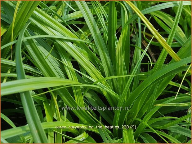 Carex caryophyllea &#39;The Beatles&#39; | Zegge | Frühlings-Segge