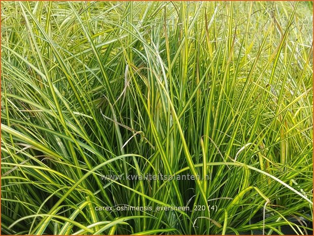 Carex oshimensis &#39;Eversheen&#39; | Zegge | Buntlaubige Segge