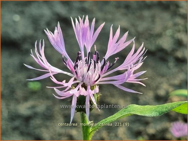 Centaurea montana 'Carnea' | Bergkorenbloem, Bergcentaurie, Korenbloem, Centaurie | Berg-Flockenblume