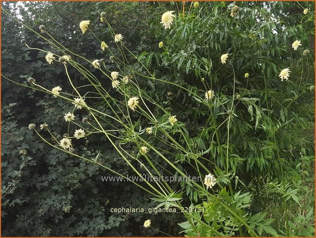 Cephalaria gigantea | Reuzenscabiosa, Schoepkruid | Großer Schuppenkopf