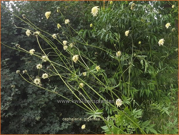 Cephalaria gigantea | Reuzenscabiosa, Schoepkruid, Plathoofd, Gele scabiosa | Großer Schuppenkopf | Giant Yellow Scabious