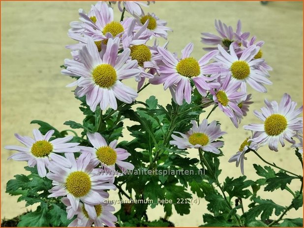 Chrysanthemum &#39;Hebe&#39; | Tuinchrysant, Chrysant | Herbstchrysantheme