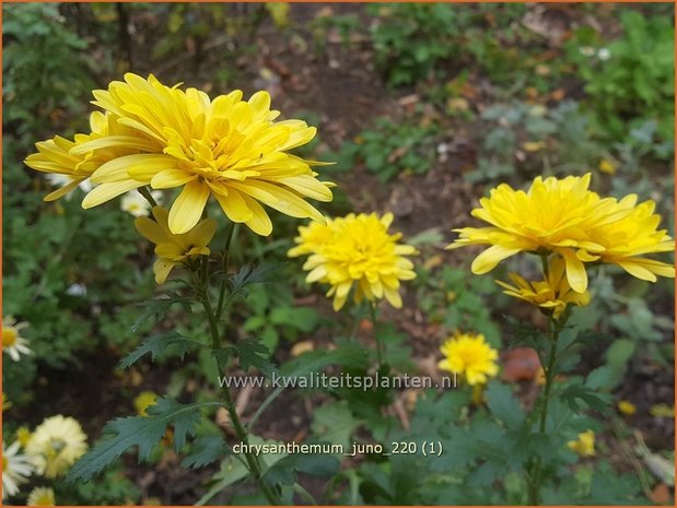 Chrysanthemum &#39;Juno&#39; | Tuinchrysant, Chrysant | Herbstchrysantheme