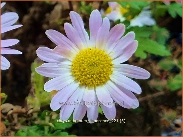 Chrysanthemum &#39;L&#39;Innocence&#39; | Tuinchrysant, Chrysant | Herbstchrysantheme