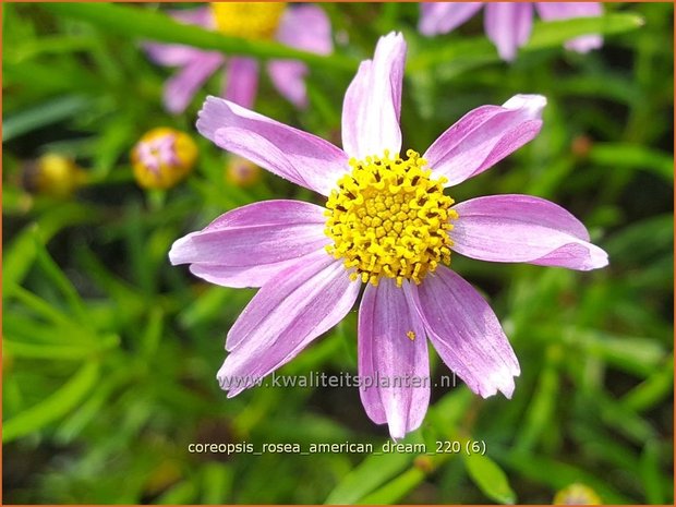 Coreopsis rosea &#39;American Dream&#39; | Meisjesogen | Rosablühendes Mädchenauge