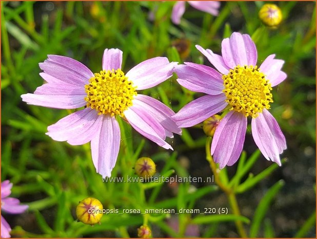 Coreopsis rosea &#39;American Dream&#39; | Meisjesogen | Rosablühendes Mädchenauge