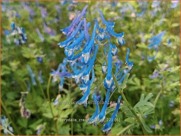 Corydalis &#39;Craigton Blue&#39; | Helmbloem | Lerchensporn