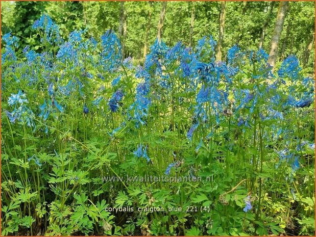 Corydalis &#39;Craigton Blue&#39; | Helmbloem | Lerchensporn