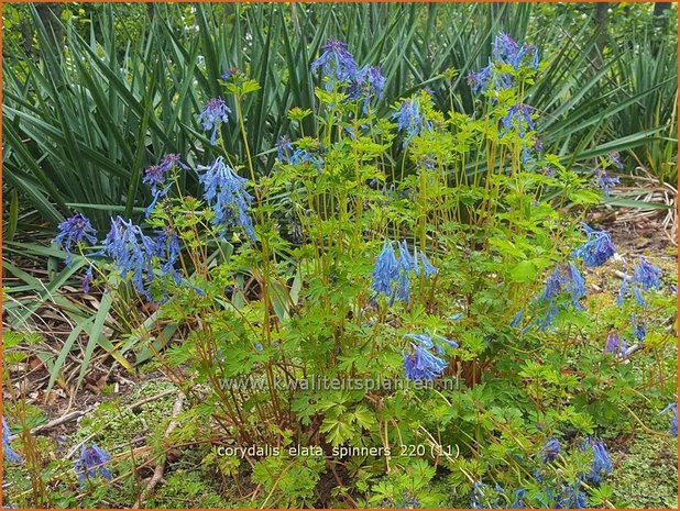 Corydalis elata &#39;Spinners&#39; | Helmbloem | Hoher Lerchensporn