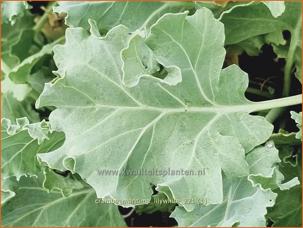 Crambe maritima &#39;Lilywhite&#39; | Zeekool, Bolletjeskool | Weisser Meerkohl