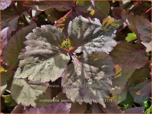 Cryptotaenia japonica &#39;Atropurpurea&#39; | Japanse peterselie | Japan Petersilie