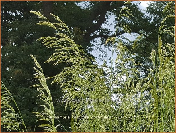 Deschampsia cespitosa &#39;Goldschleier&#39; | Ruwe smele, Smele | Waldschmiele